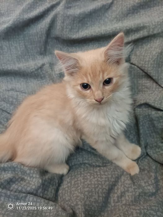 Віддаю котиків в добрі руки, усі хлопчики безкоштовно