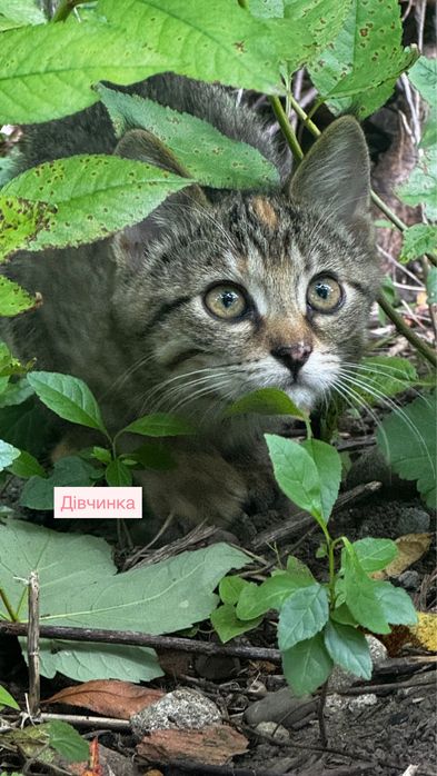 Кошенята шукають сімʼю!!!Безкоштовно!!!