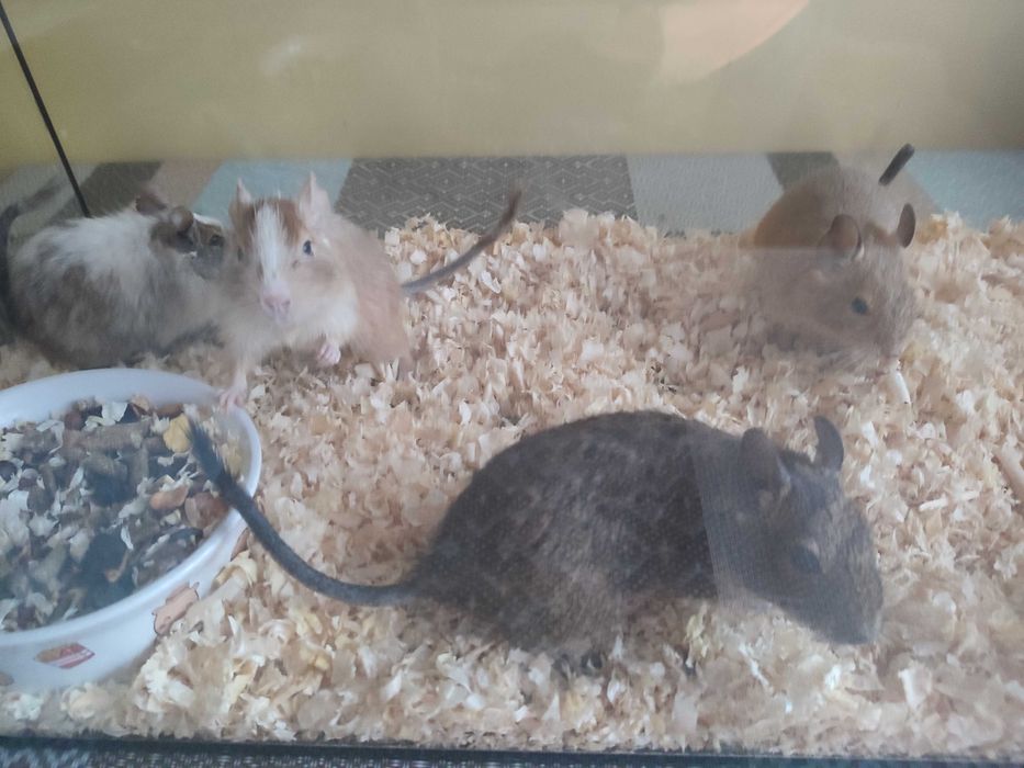 Koszatniczki do adopcji