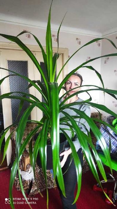 Древовидное растение панданус (Pandanus)