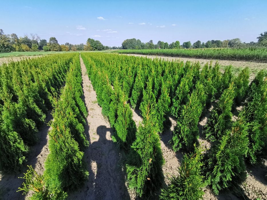 Sprzedam Tuje Szmaragd