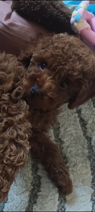 Pudel toy Red dziewczynka