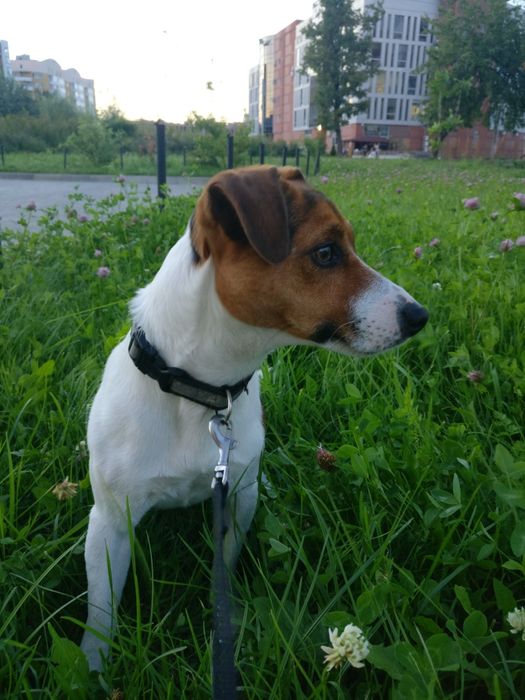 ДЖЕК РАССЕЛ ТЕРЬЕР титулований кобель для в'язки