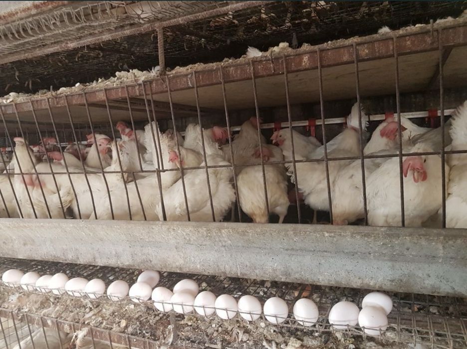 куры Легорн, ломан вайт