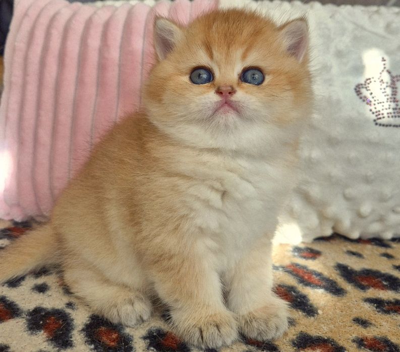 Золоті красунчики хлопчики дівчатка