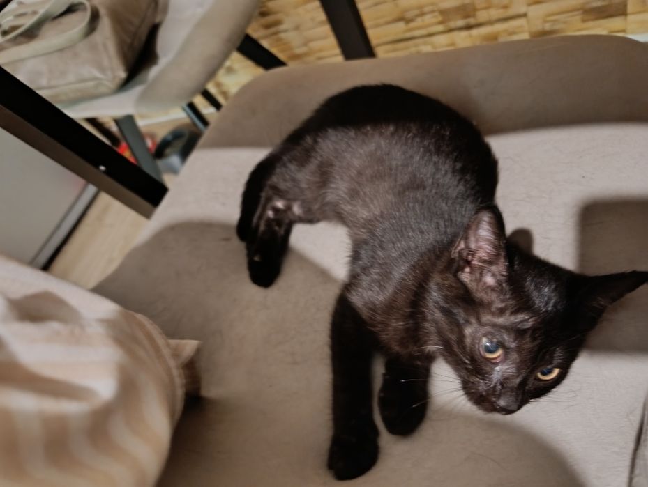 Котик 2,5 місяці шукає дім