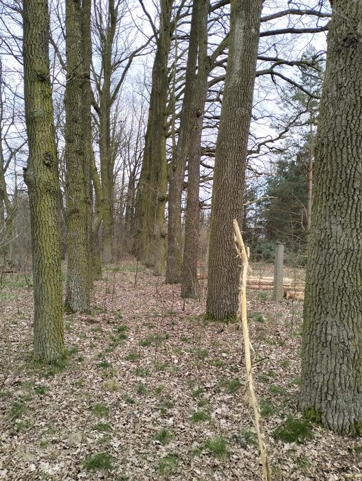 Dąb do ścinki zapraszam