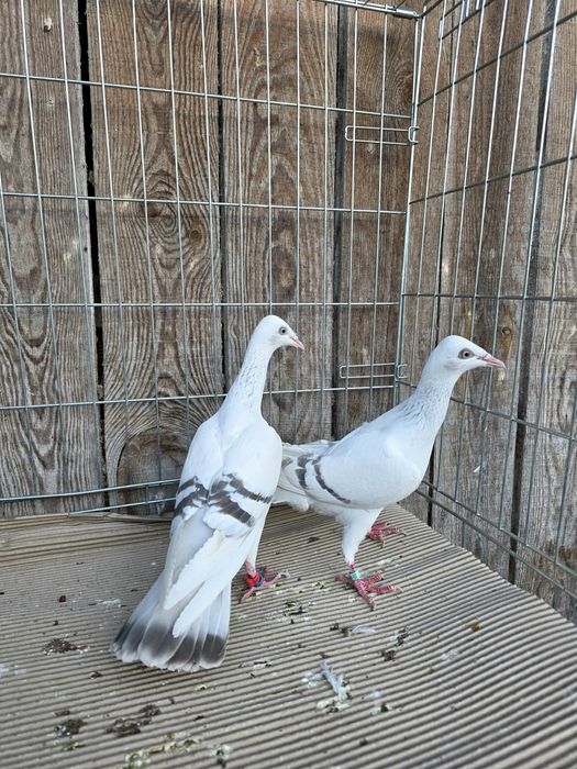 Perłowa pasiata 2025