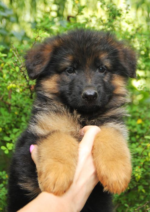 Дівчинка, чистокровні цуценята німецької вівчарки в Києві