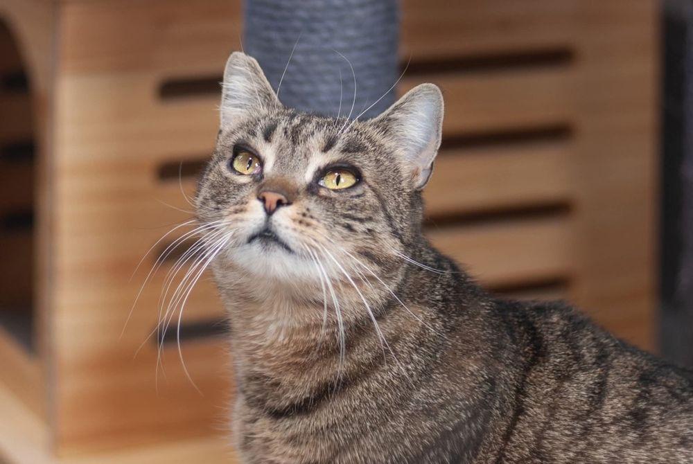 Hera - kotka felv szuka domu