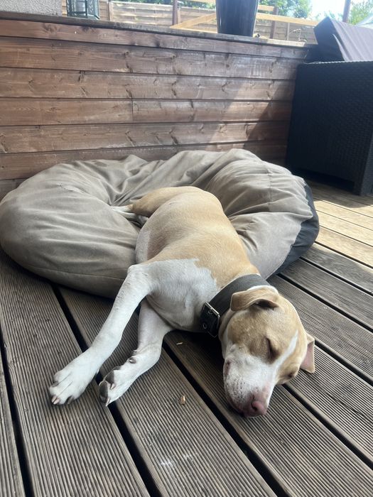 Oddam Suke „pitbull”