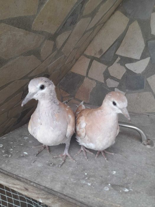 vendo  cerca de 30 rolas pela melhor oferta.