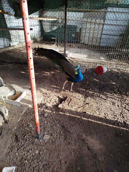 Pavões  com 7 meses