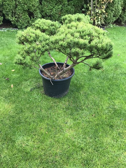 Bonsai Kosodrzewina