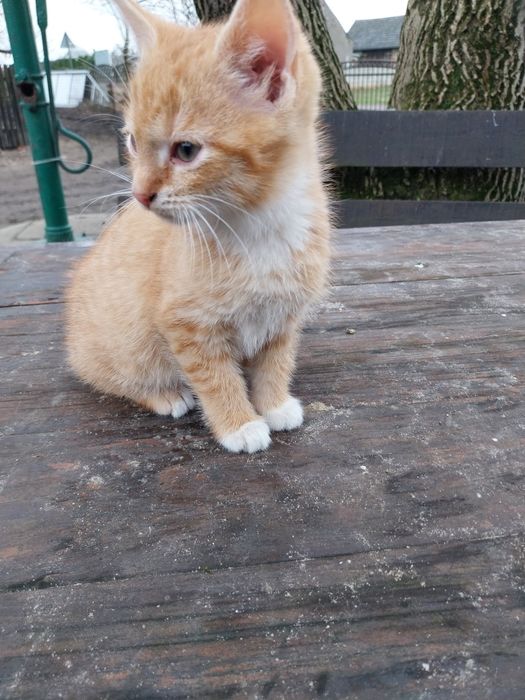 Oddam 3 małe kotki w dobre ręce