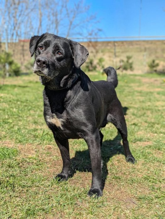 Syriusz - czarny Labrador do adopcji!