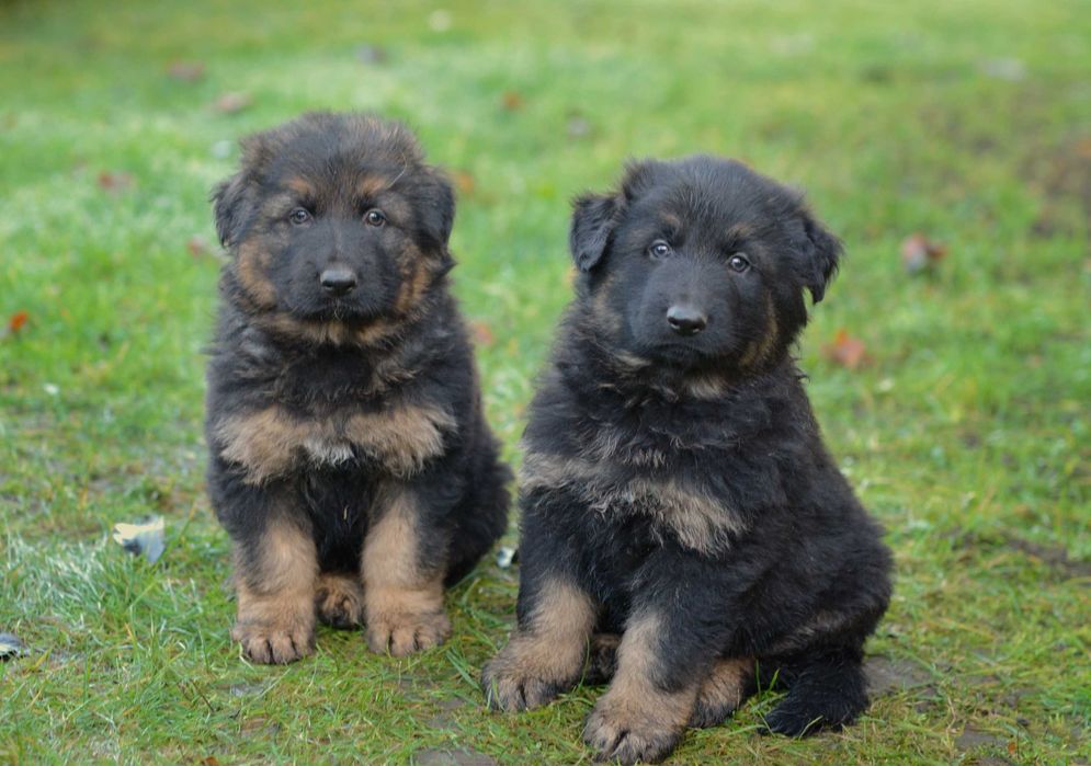 Owczarek niemiecki  długowłosy