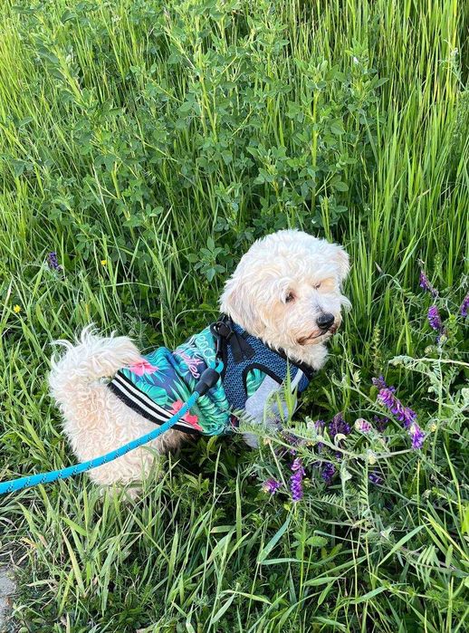 Самец ищет пару для вязки