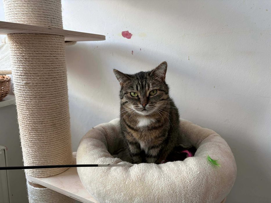 Bura dzielna koteczka do adopcji
