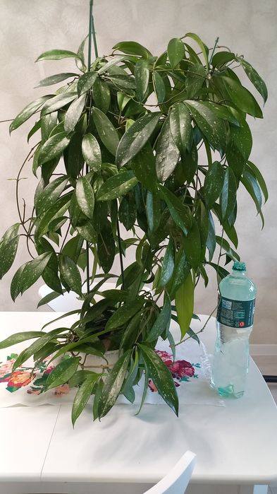 ПРОДАМ Hoya pubicalyx silver pink (хойя пубикалукс сильвер пинк