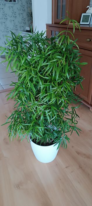 Asparagus falcatus Asparagus sierpowaty