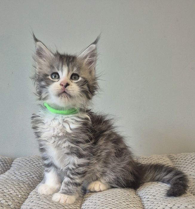 Srebrzysty z białym kocurek Maine coon!!!