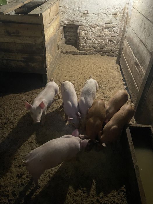 Продаються поросята : Свиноматка Ф1, кнур Петрен, Дюрок, максимус