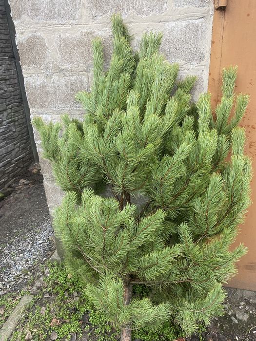 Елка живая ,сосна