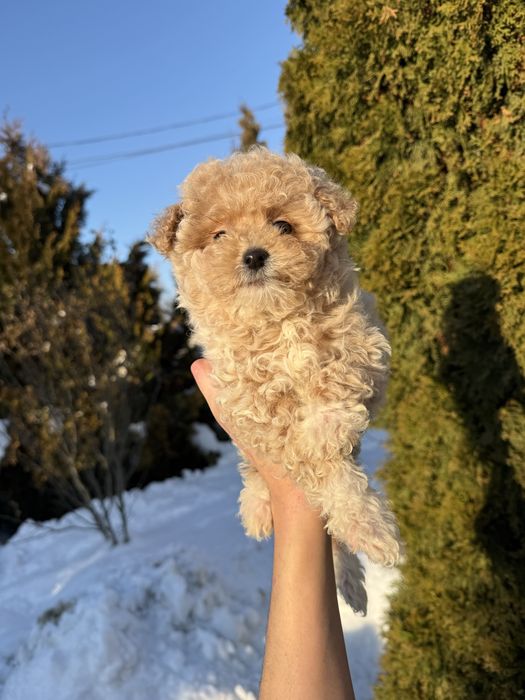 Цуценятка мальтипу ф1