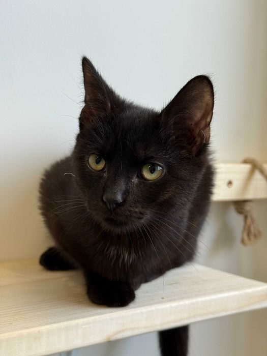 Figa – energiczna, ciekawa świata kotka szuka kochającego domu!