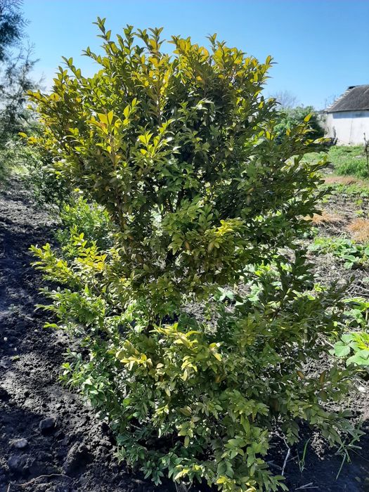 Продаю кущі самшита