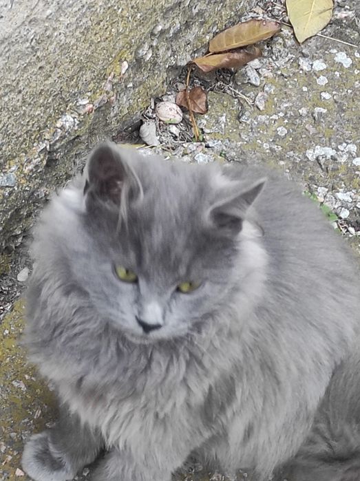 Віддам кошенят в гарні руки.