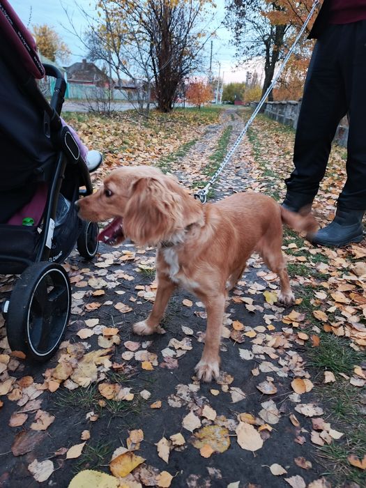 В добрі руки ласкава та ігрива спаніель