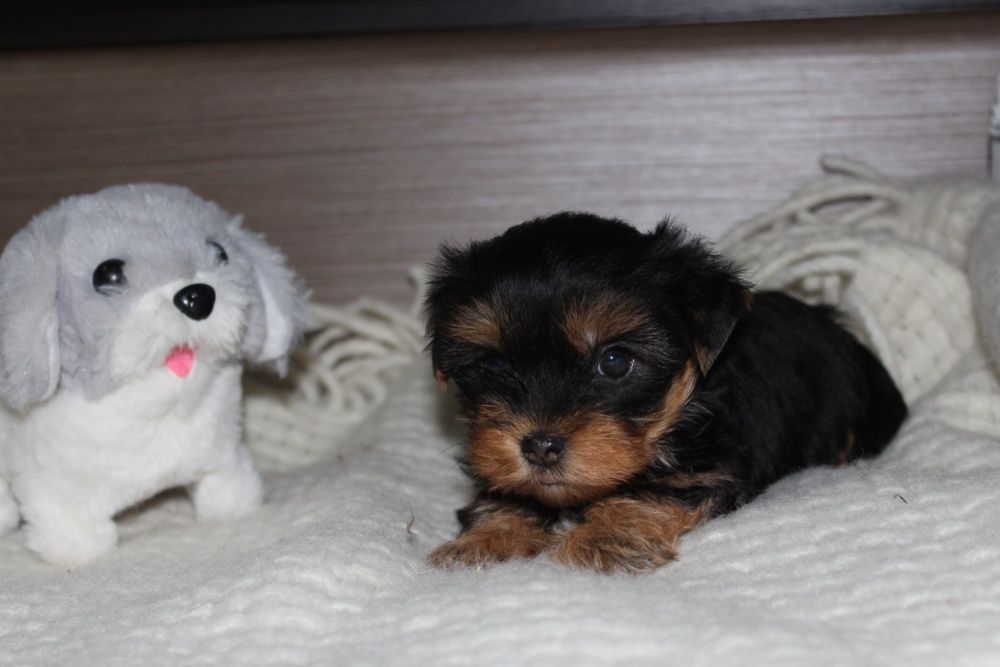 Милые щеночки Йорка