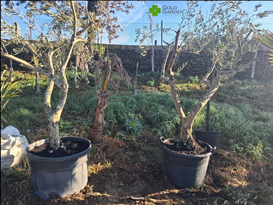 Oliveiras a Bom Preço