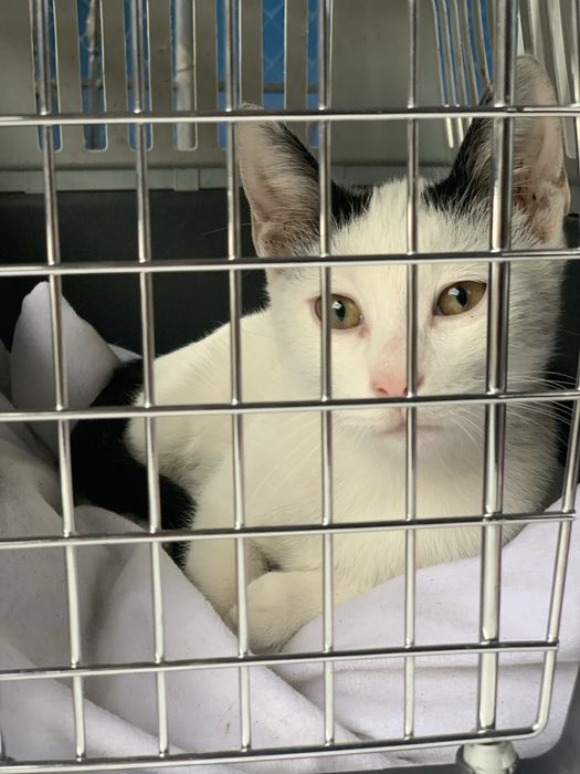 Котик ищет домик,и семью