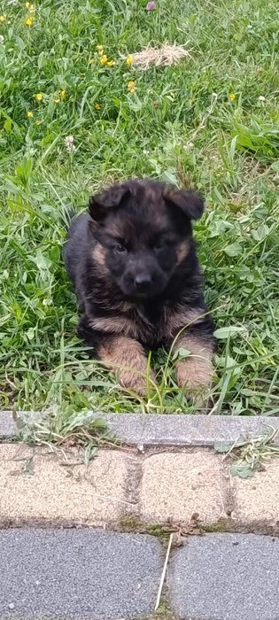 Продам цуценят Німецької вівчарки