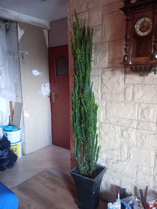 Dorodny Wilczomlecz 2,10 metra