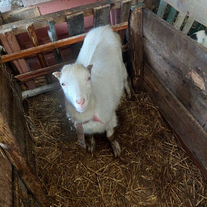 Продам козу молодую