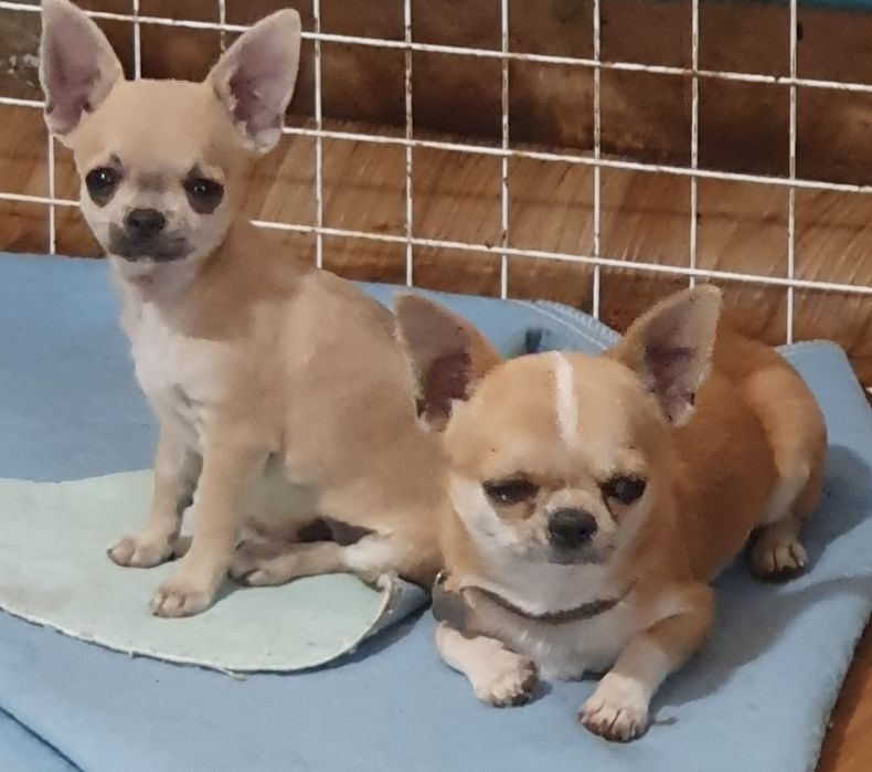 Гладкошерстные мальчики чихуахуа