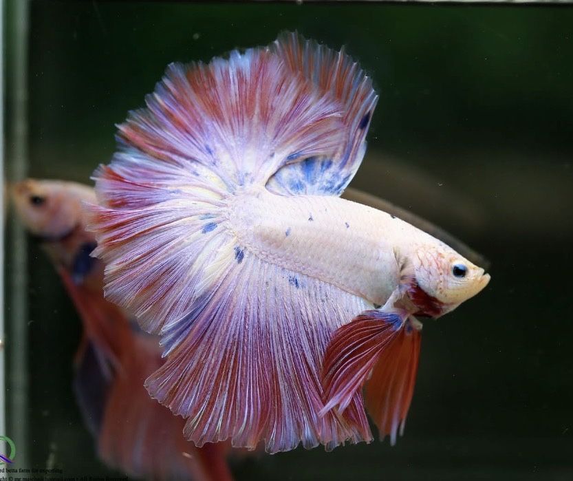 Bettas de seleção -Variedades de Importacão