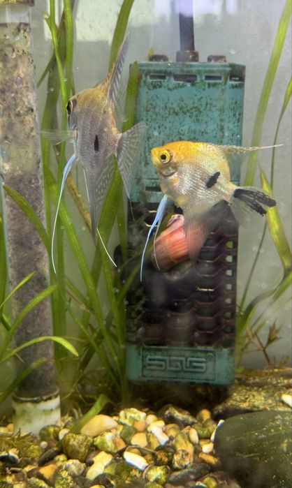 Casais jovens de peixe-anjo prontos para desovar estão à venda.