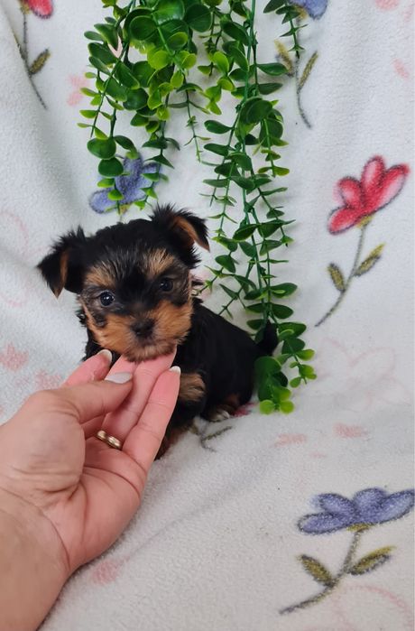 Estupendo menino Yorkshire Terrier mini de Qualidade