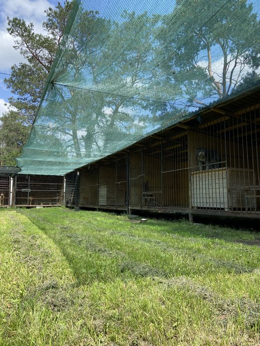 Готель для собак/перетримка собак/зооготель/кінолог/дресирування собак