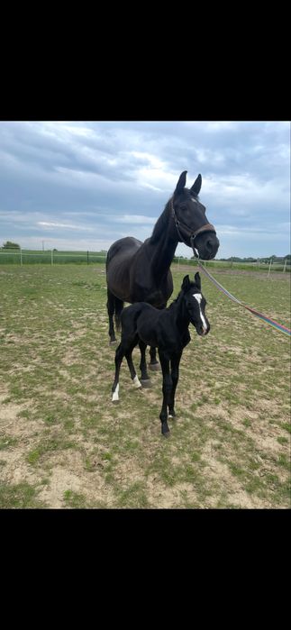 Likwidacja hodowli, dwie klacze i ogierek po New Cornet Obolensky