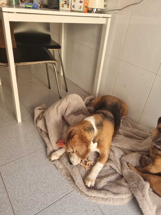 Beagle para adoção responsável