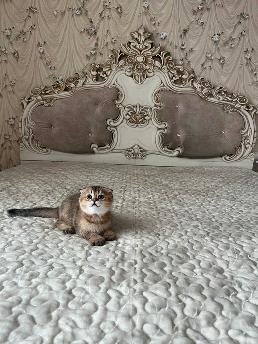 Хлопчик Золота шиншила. Шотландські кошенята. Золотая шиншилла