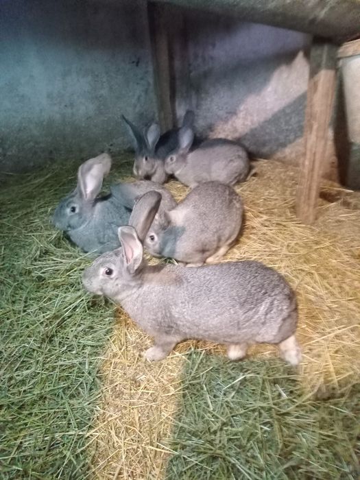 Кролі породи Шиншила