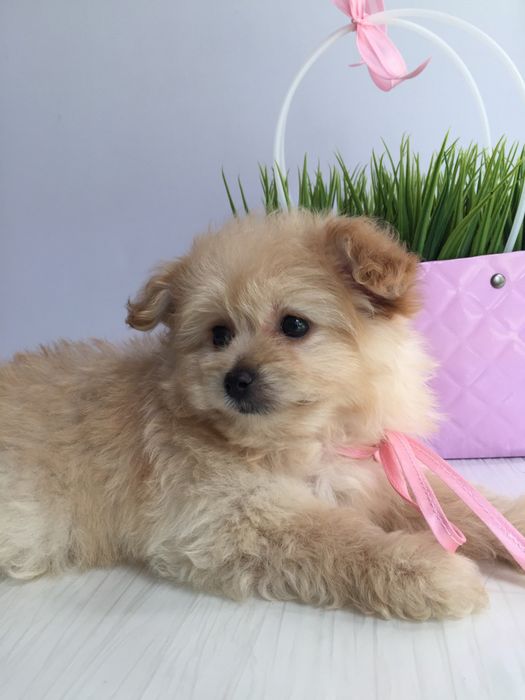 Помапу гарненькі дівчатка