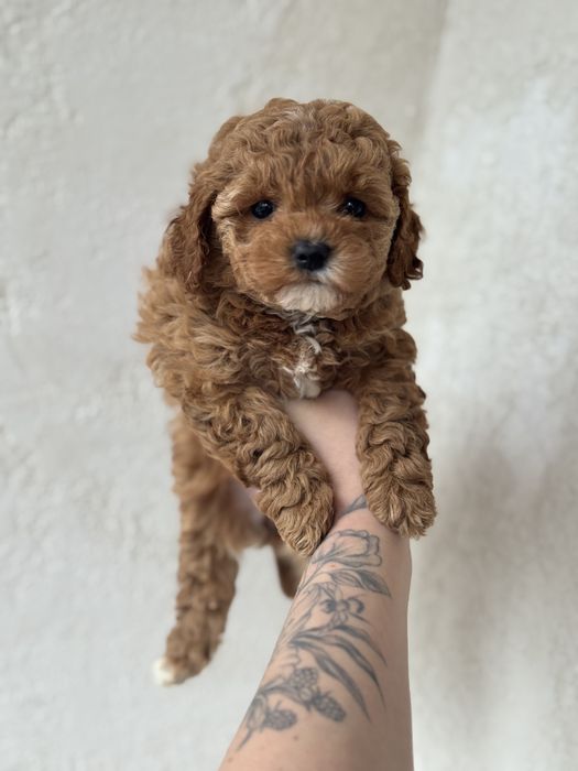 Дівчинка мальтіпу коричнева кучерява кривий рвг